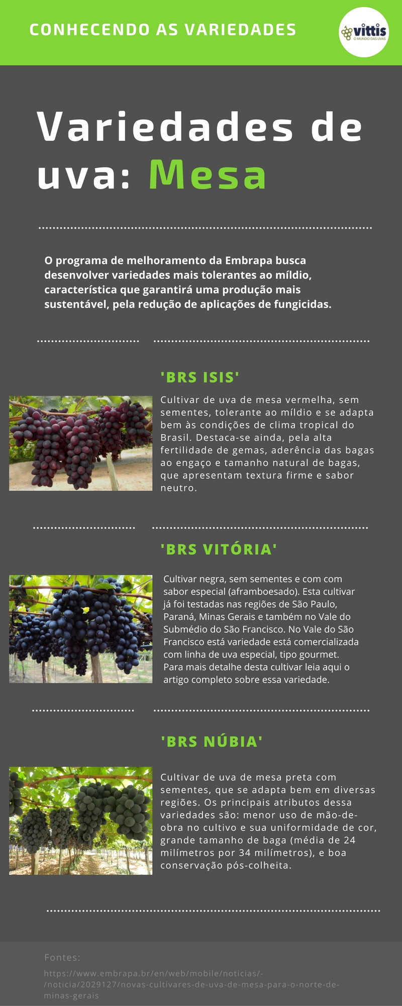 Variedades de uva Infografico - BRS Magna, BRS ISIS, BRS Vitória, uva, novas cultivares