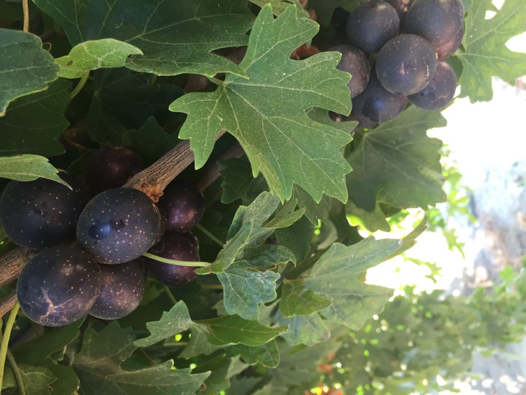 Como plantar e cuidar de um pe de uva Guia Completo De Como Plantar Uva Em Casa Vittis